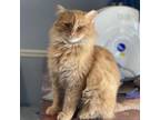 Adopt Elayne a Domestic Medium Hair