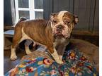 Stella English Bulldog Adult Female