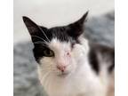 Hera Domestic Shorthair Adult Female