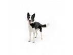 Adopt Wendy a Border Collie