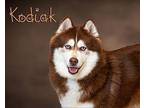 Kodiak Husky Adult Male