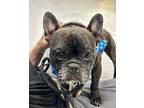 Bishop French Bulldog Adult Male