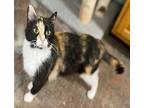 Cali Domestic Shorthair Kitten Female