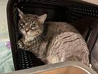 Graycie Domestic Shorthair Senior Female