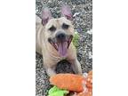 Hermes American Pit Bull Terrier Young Male