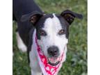 Adopt Rose a Border Collie, Mixed Breed