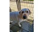 Mia Labrador Retriever Senior Female