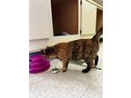 Peaches Domestic Shorthair Young Female