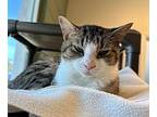 Cupcake Domestic Shorthair Young Female
