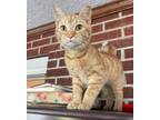 Adopt Winnie a Tabby