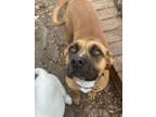 Adopt Abigail a Rhodesian Ridgeback, Mixed Breed