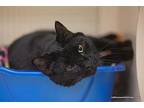 Joie Domestic Shorthair Adult Male