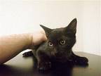 SHADOW Domestic Shorthair Kitten Female