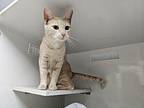 Dolly Domestic Shorthair Adult Female