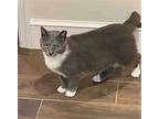 Stella Belle ***COURTESY POST*** American Shorthair Adult Female