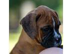 Boxer Puppy for sale in Lady Lake, FL, USA