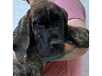 Great Dane Puppy for sale in Summerfield, FL, USA