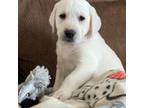 White Lab