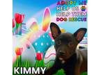 Adopt Kimmy a Labrador Retriever, German Shepherd Dog