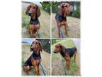 Adopt Spinach a Black and Tan Coonhound