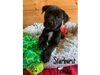 Adopt STARBURST - CANDY LITTER a Black Labrador Retriever