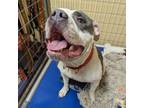 Adopt mazie a Staffordshire Bull Terrier