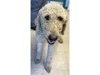 Adopt Luna Dawn a Standard Poodle