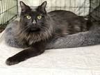 Miracle Domestic Longhair Young Male