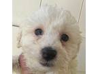 Riley Bichon Frise Puppy Male