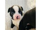 Boston Terrier Puppy for sale in Charlottesville, VA, USA