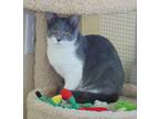 Whitney Domestic Shorthair Kitten Female