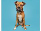 Hank Mixed Breed (Large) Adult Male