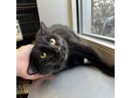 Adopt Mystic a Domestic Short Hair