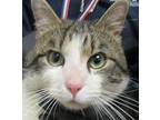 Tito Domestic Shorthair Adult Female