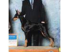 Doberman Pinscher Puppy for sale in Pinson, AL, USA