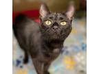 Adopt Purrsephone a Domestic Short Hair