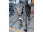 Solstice Labrador Retriever Puppy Female