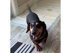 Adopt Shirley a Dachshund