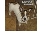 Brewster / Henry DD Jack Russell Terrier Young Male