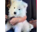 Samoyed Puppy for sale in Tahoma, CA, USA