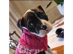 Adopt Fenway a Boxer, American Staffordshire Terrier