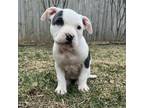 Adopt Kaufman a American Staffordshire Terrier