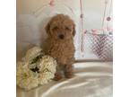 Poodle (Toy) Puppy for sale in Gretna, VA, USA