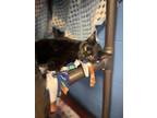 Adopt Blakie a Domestic Short Hair