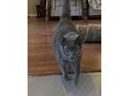 Golda Domestic Shorthair Adult Female