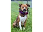 Adopt Tallulah - Adoptable a Shepherd, Mixed Breed