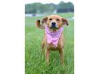 Adopt Junie - Adoptable a Labrador Retriever, Mixed Breed