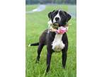 Adopt Tasha - Adoptable a Labrador Retriever, Mixed Breed