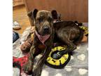 Adopt Cora a Mixed Breed