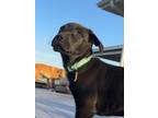 Carmine Great Dane Puppy Male